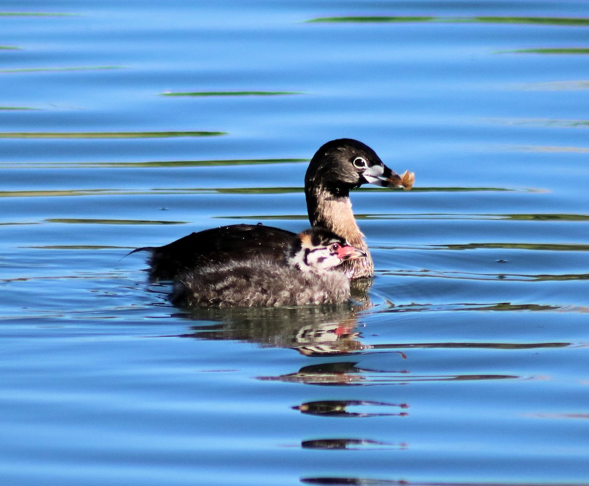 Pied-billed Grebe - Diana Spangler