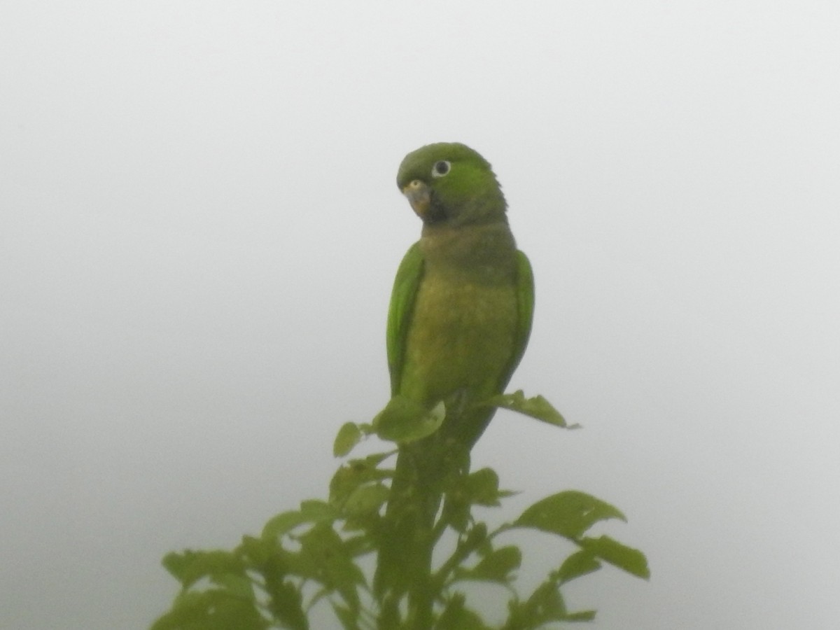 Olive-throated Parakeet - Kathryn McAleese