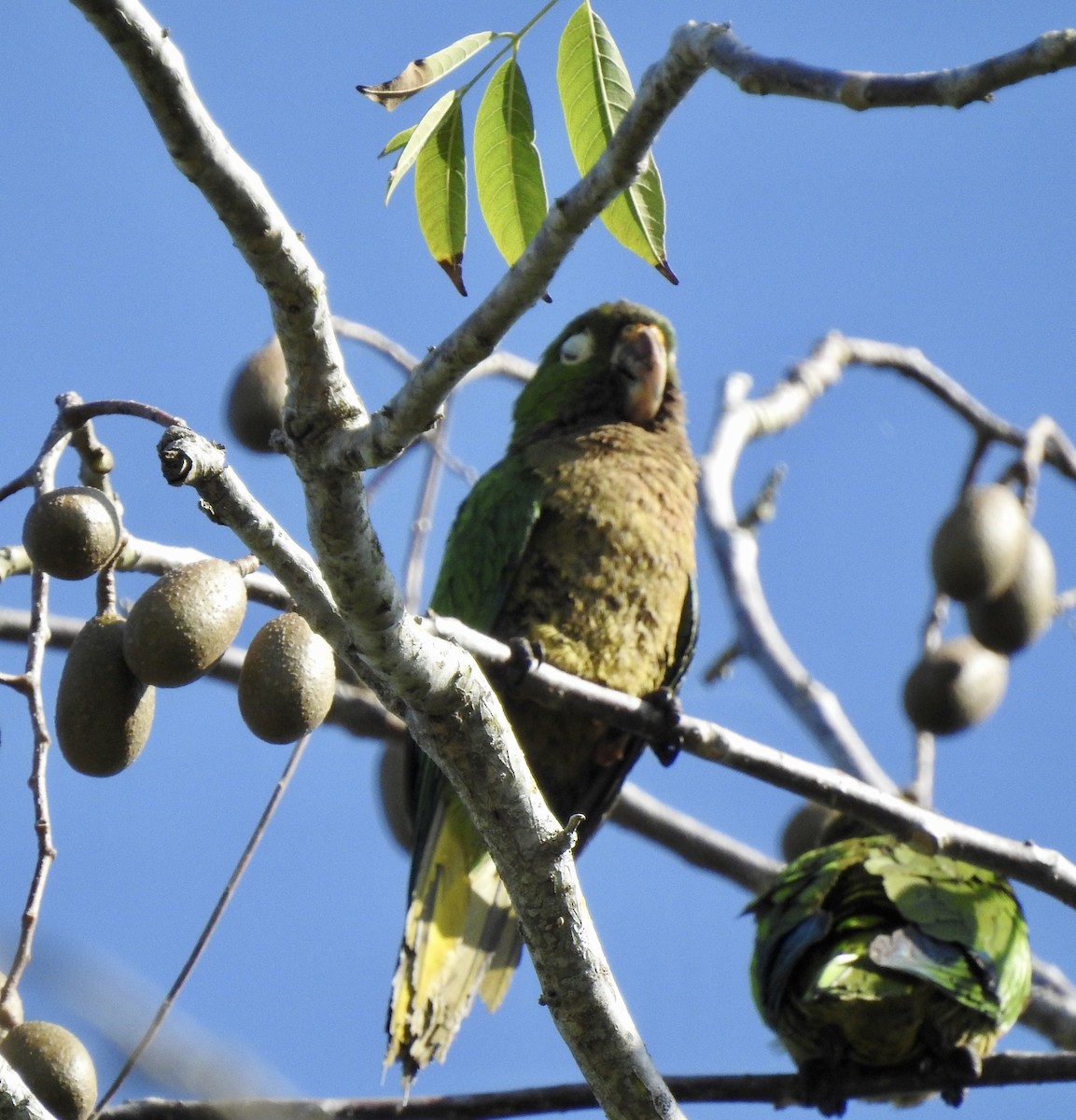 Olive-throated Parakeet - ML526465121