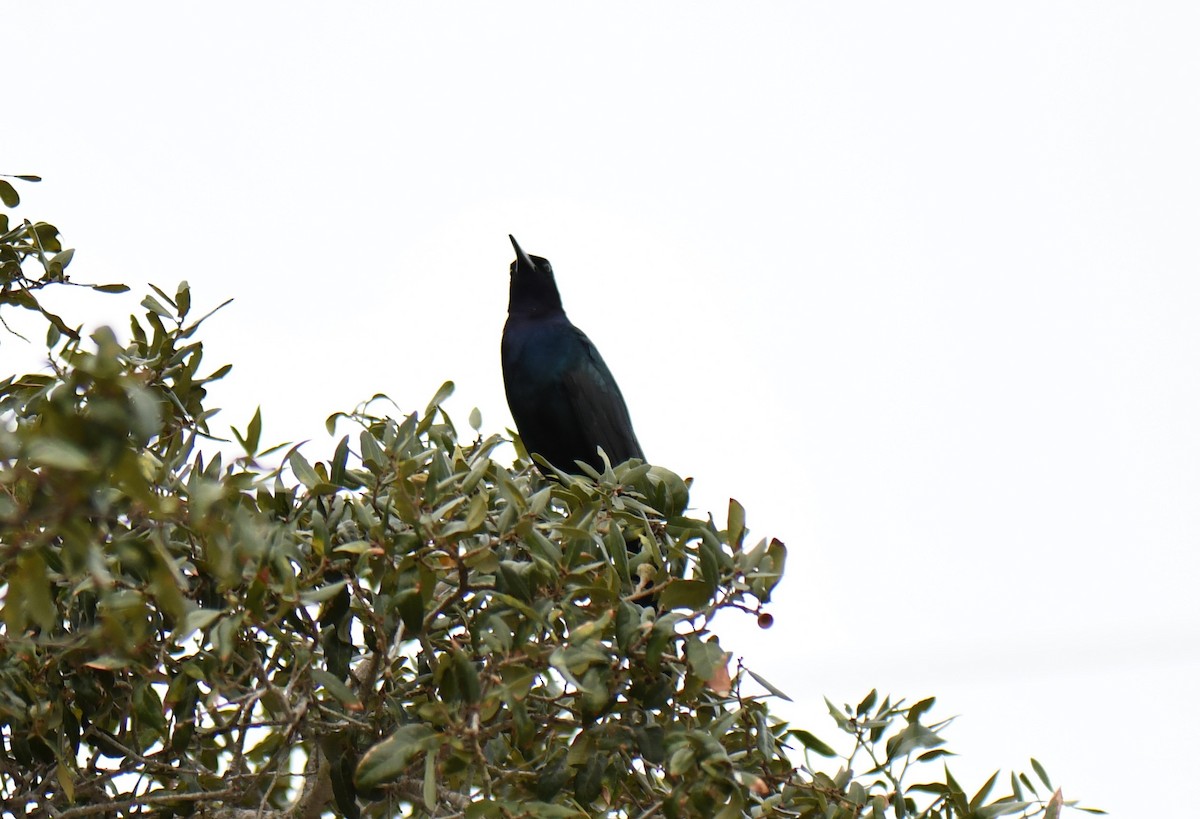 Boat-tailed Grackle - ML526466151