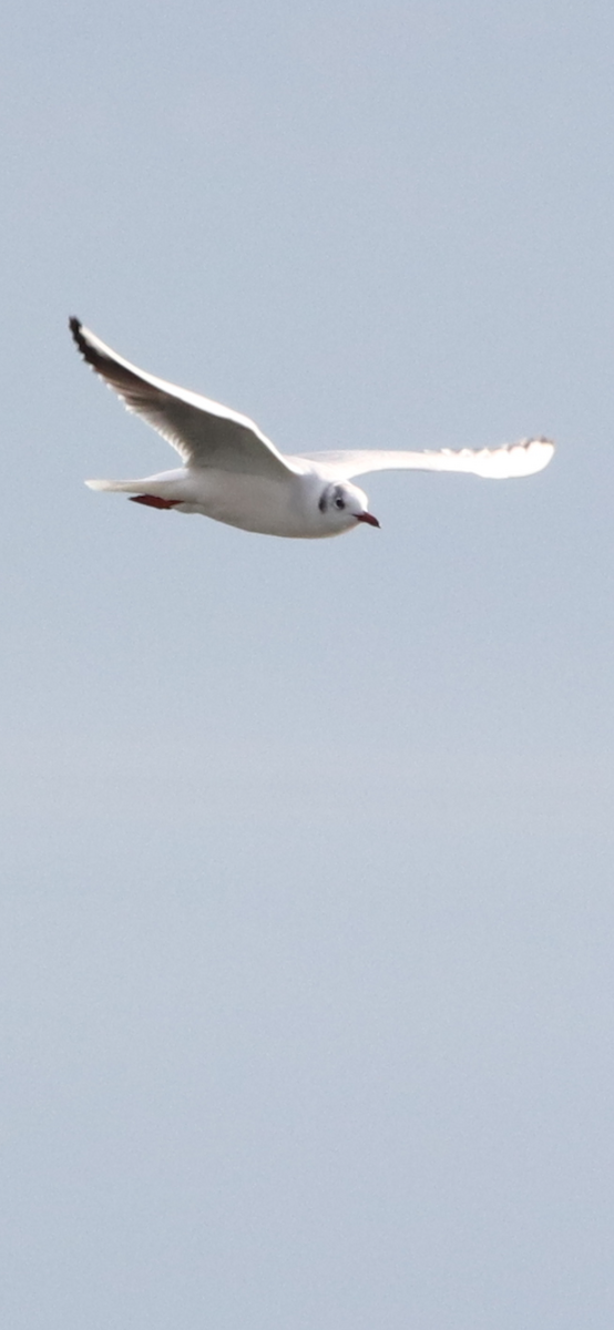 Black-headed Gull - ML526466181