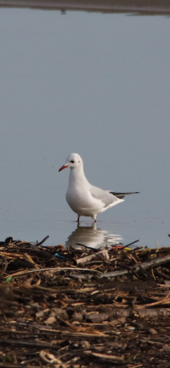 Mouette rieuse - ML526466191