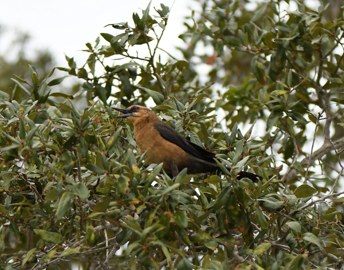 Boat-tailed Grackle - ML526466281