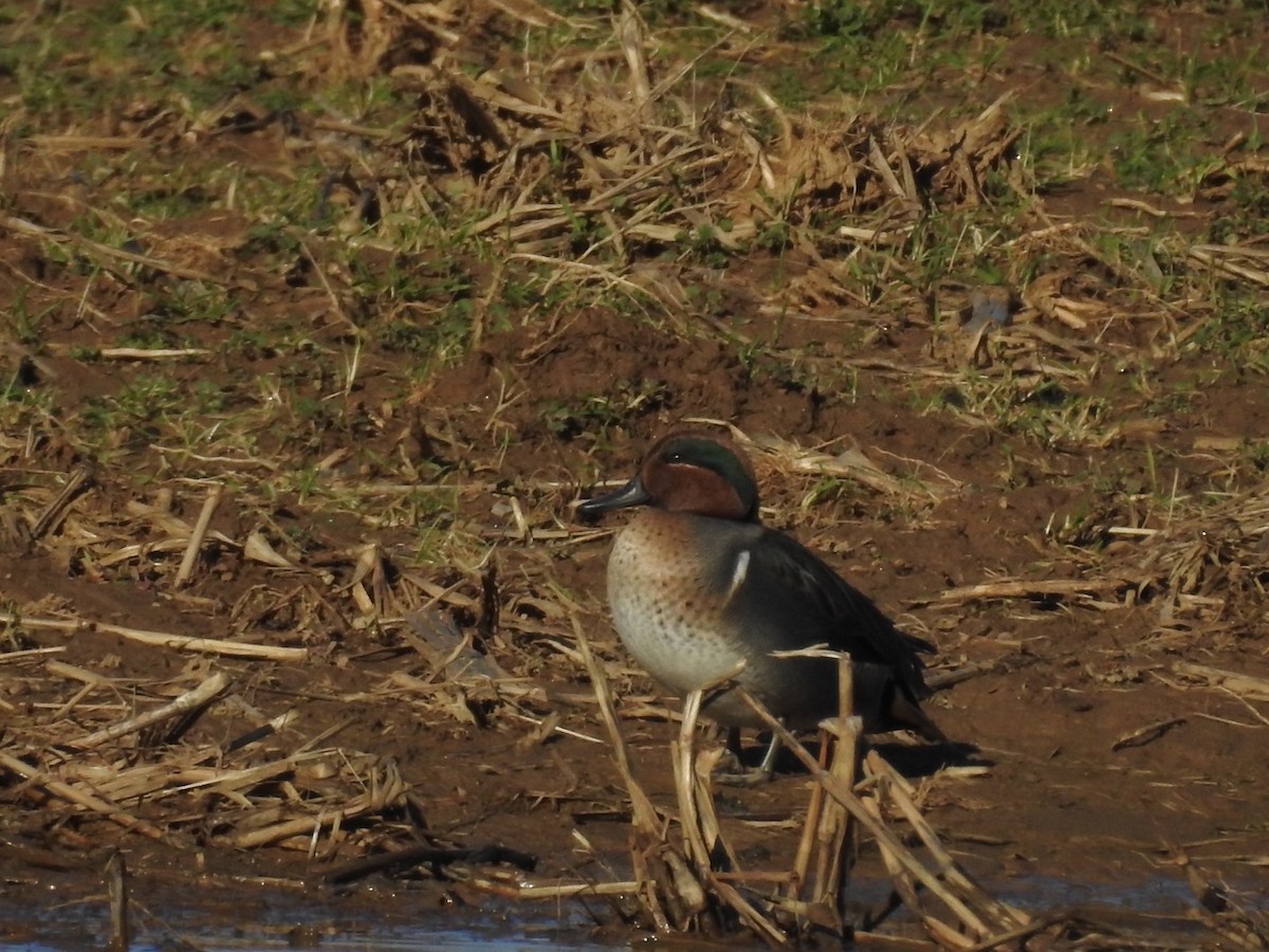 Green-winged Teal - ML526466411