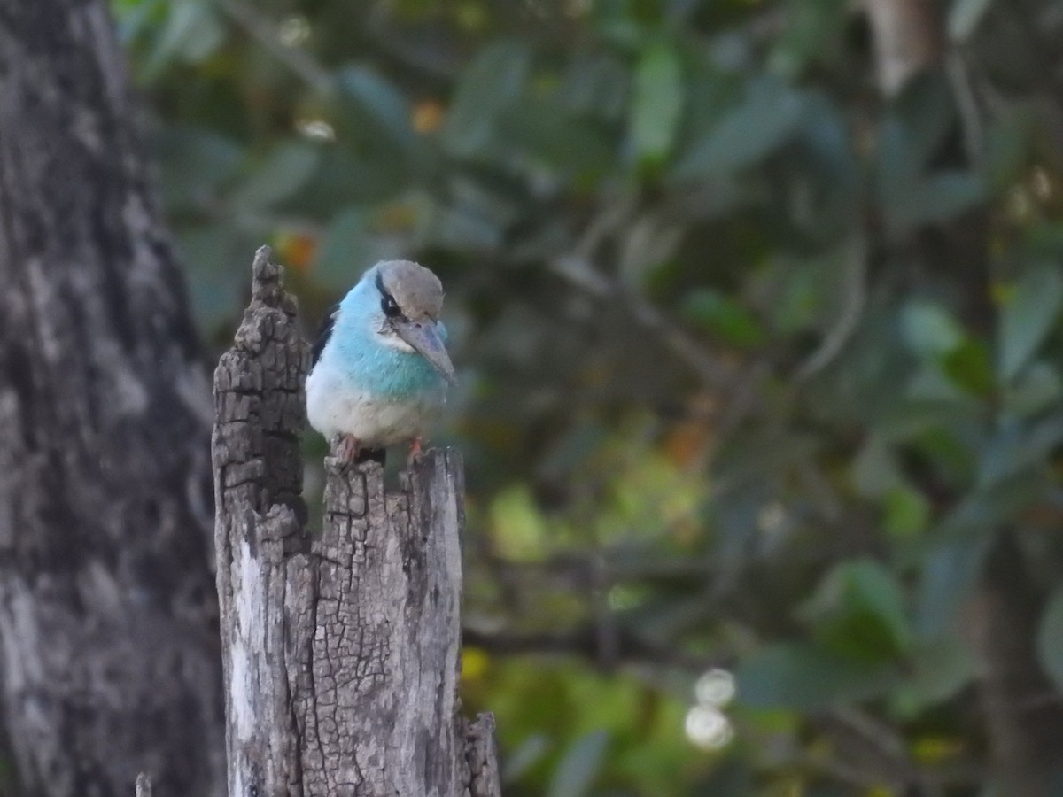 Blue-breasted Kingfisher - ML526467101