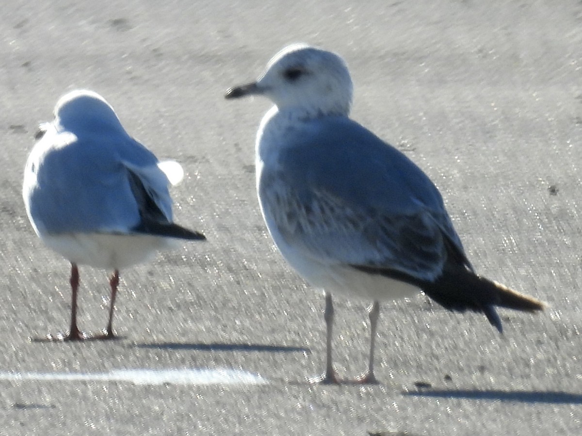 Common Gull - ML526467251