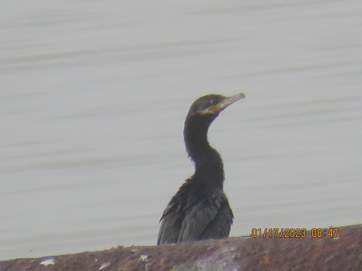 Neotropic Cormorant - ML526468101