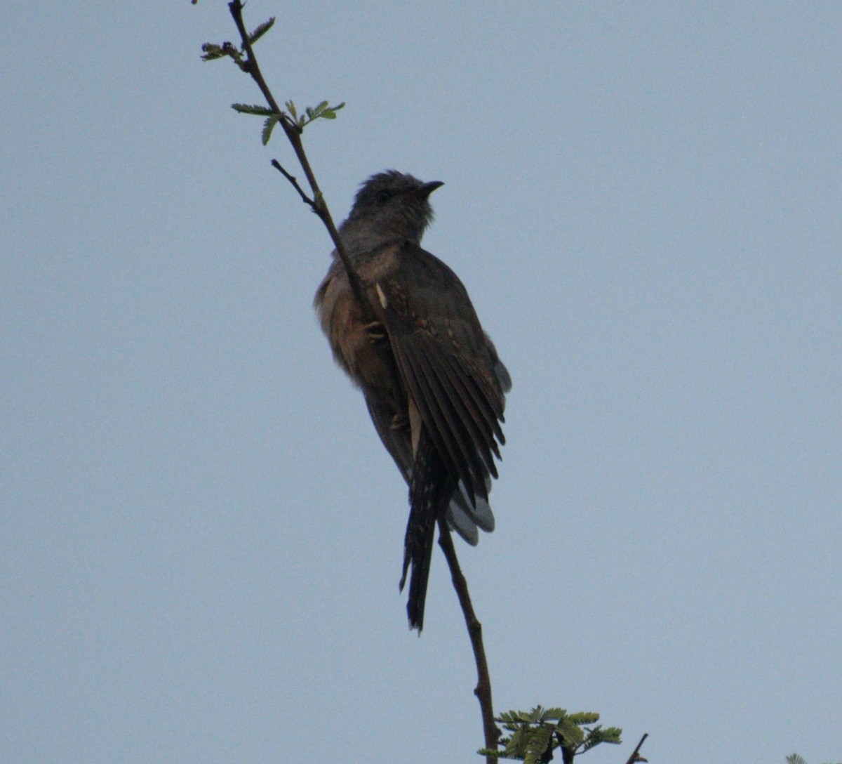 Plaintive Cuckoo - ML526469861