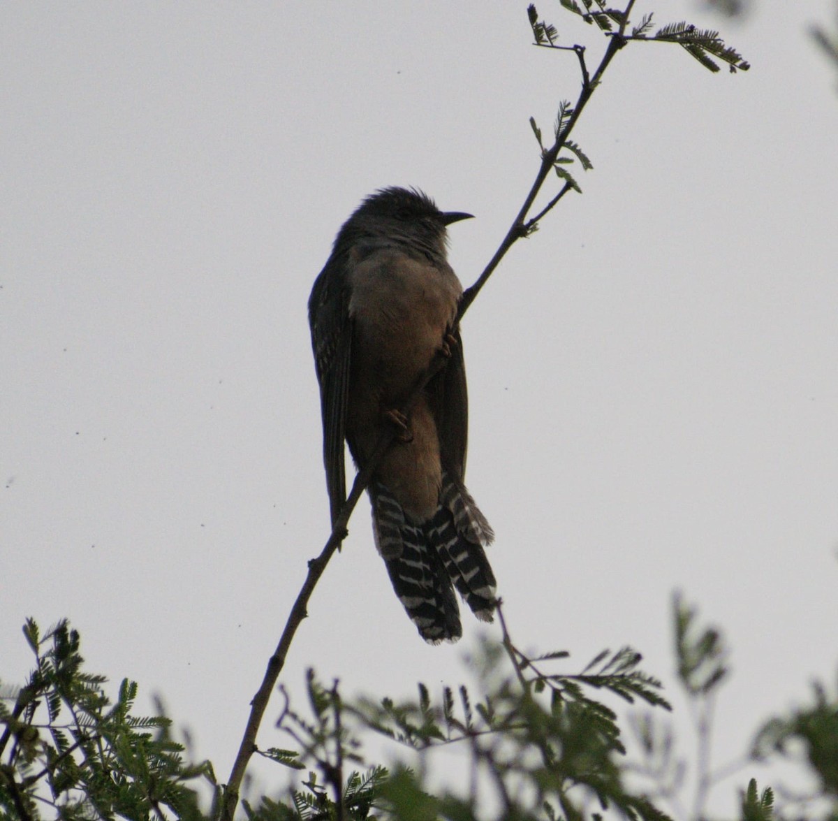 Plaintive Cuckoo - ML526469871