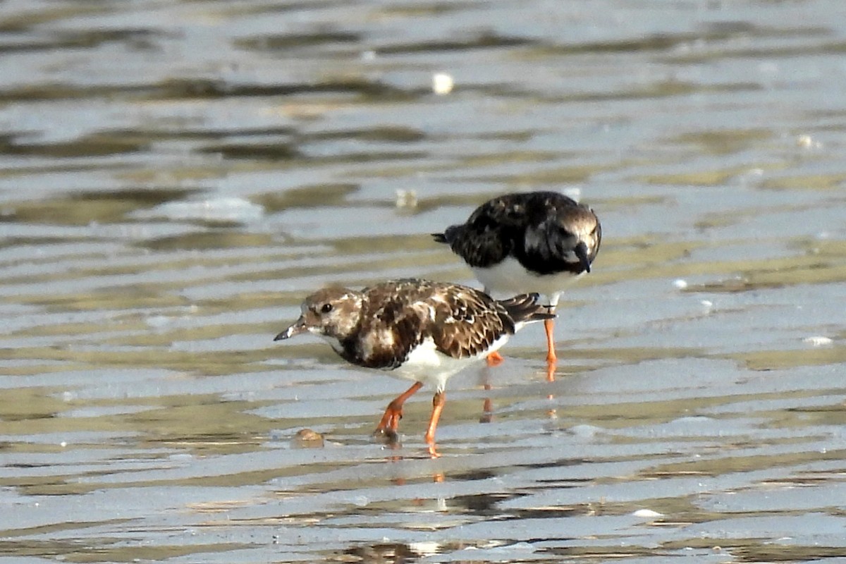 Ruddy Turnstone - ML526470561