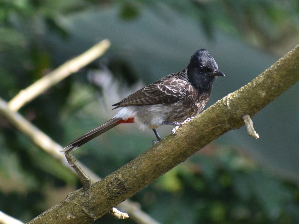 Red-vented Bulbul - ML526470591