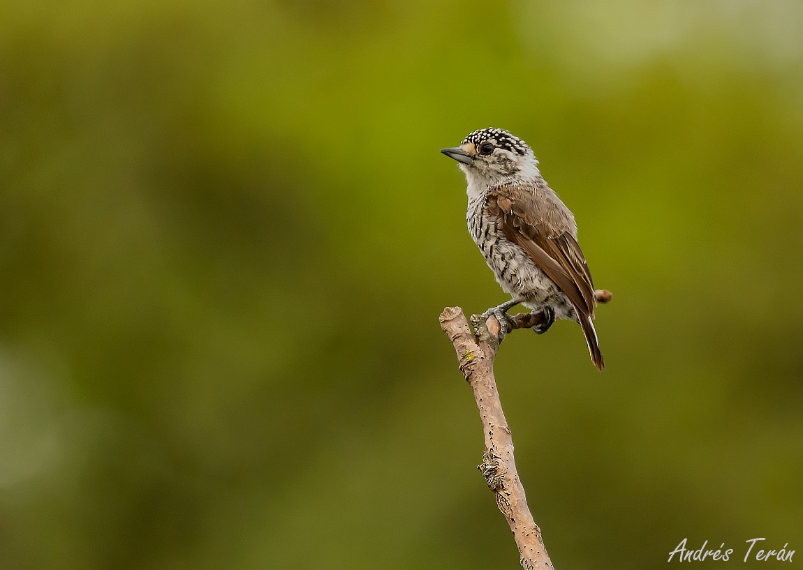 White-barred Piculet - ML526470851