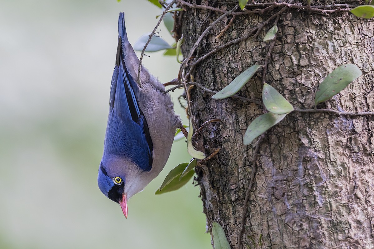 Velvet-fronted Nuthatch - Matthew Kwan