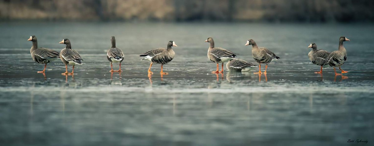 Greater White-fronted Goose - James and Beth Sybrandy 🦅