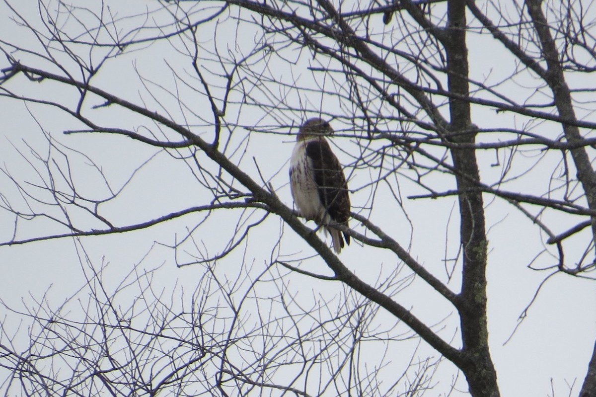 Red-tailed Hawk - Peter Gagarin