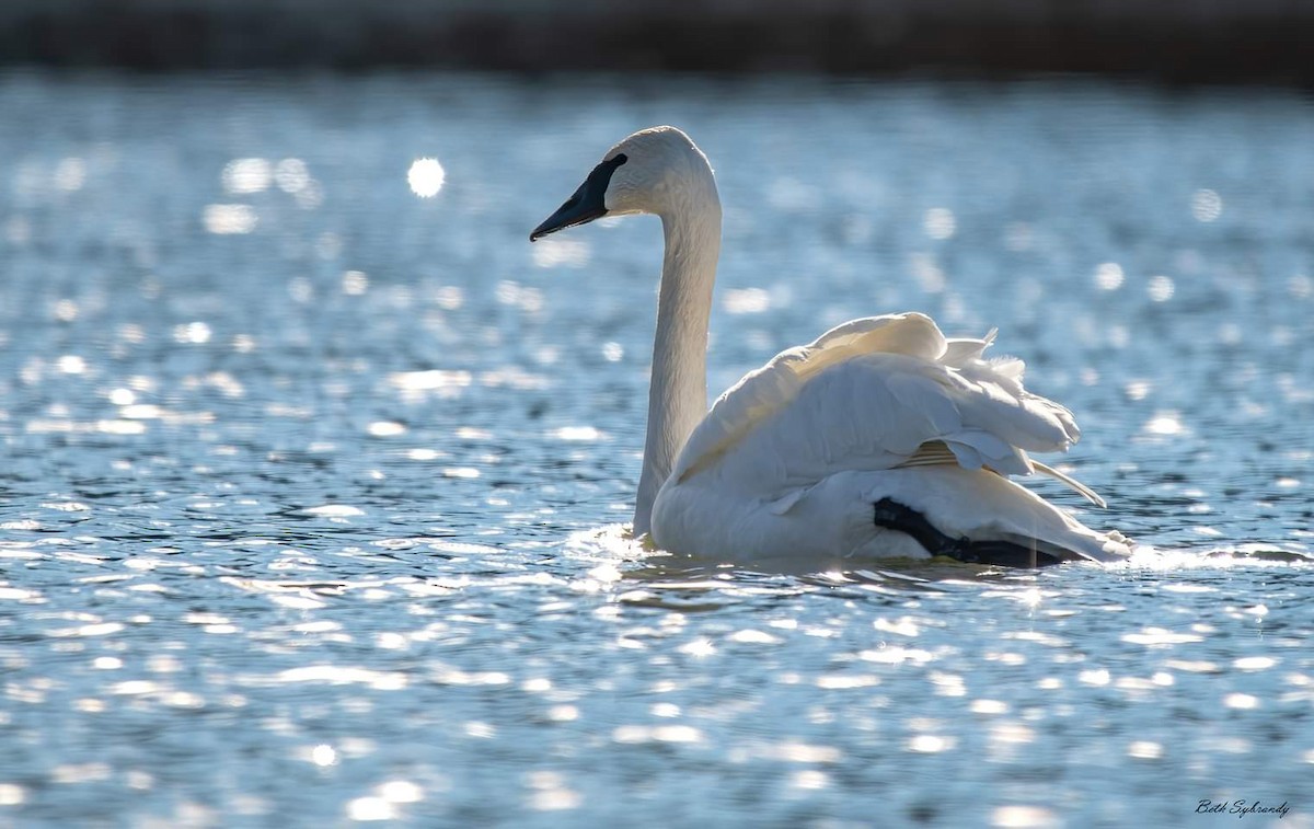 Trumpeter Swan - ML526472041