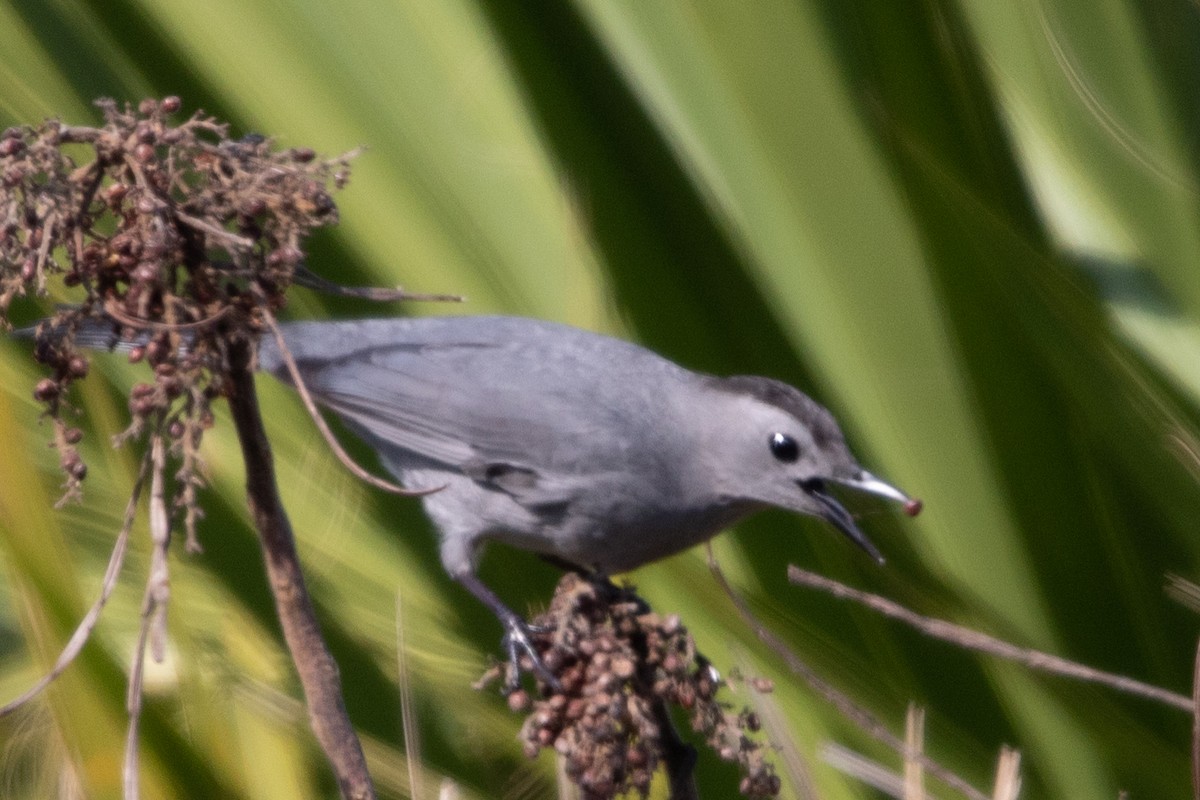 Pájaro Gato Gris - ML526472631