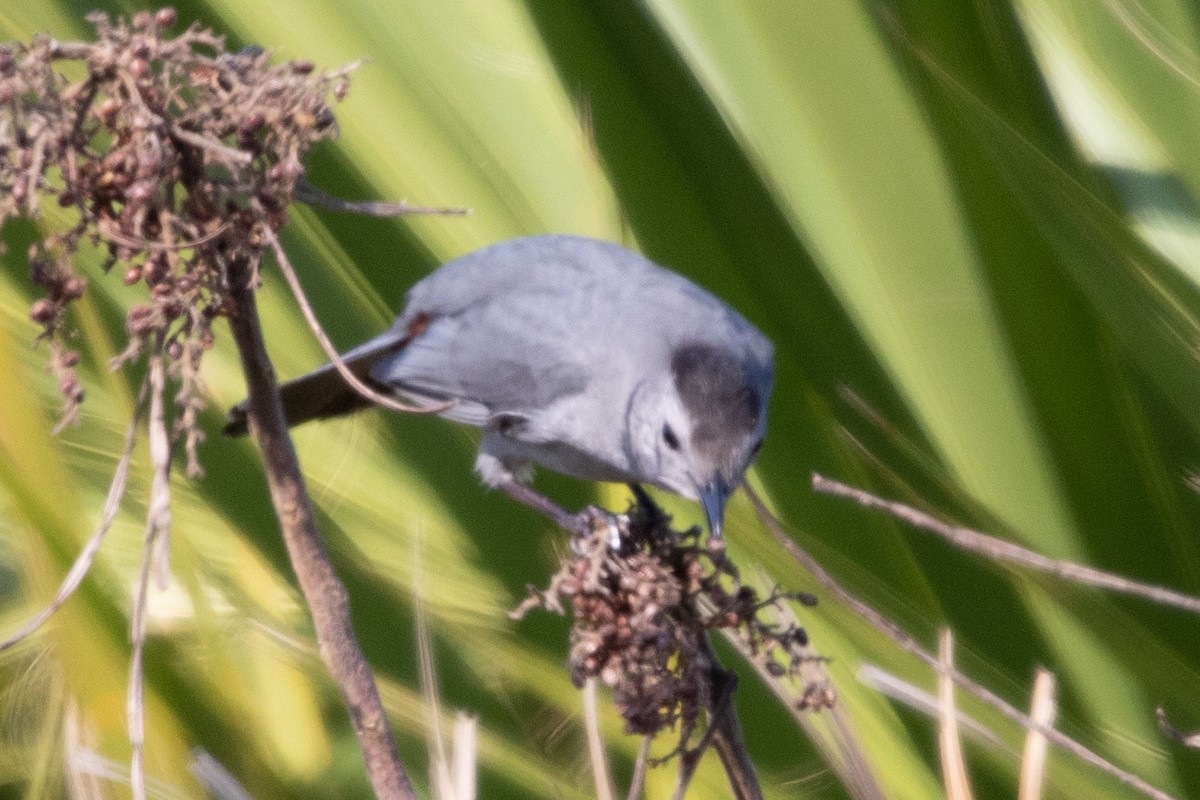 Pájaro Gato Gris - ML526472641