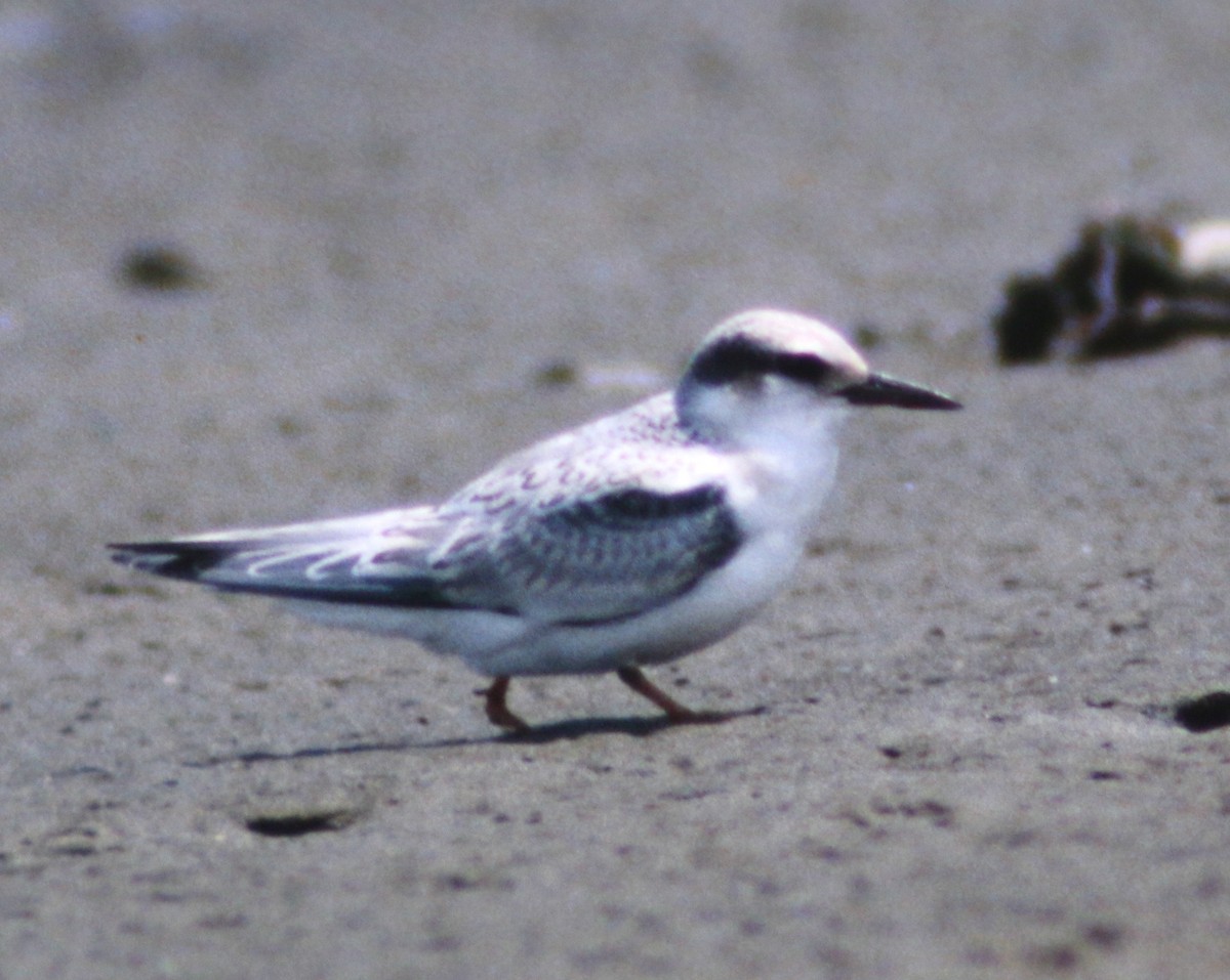 Least Tern - ML52647361