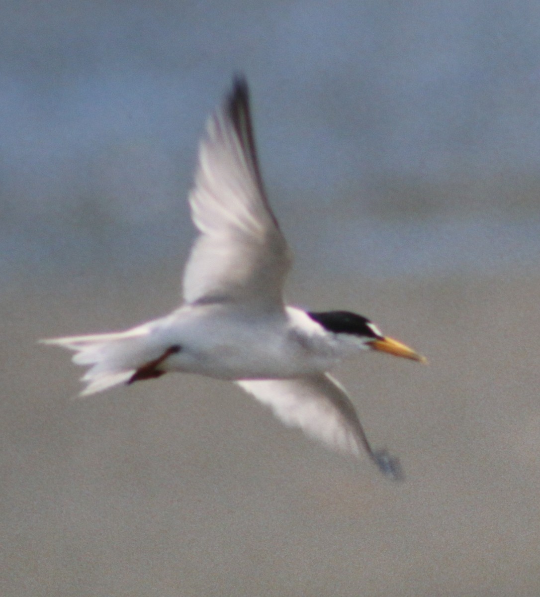 Least Tern - ML52647371