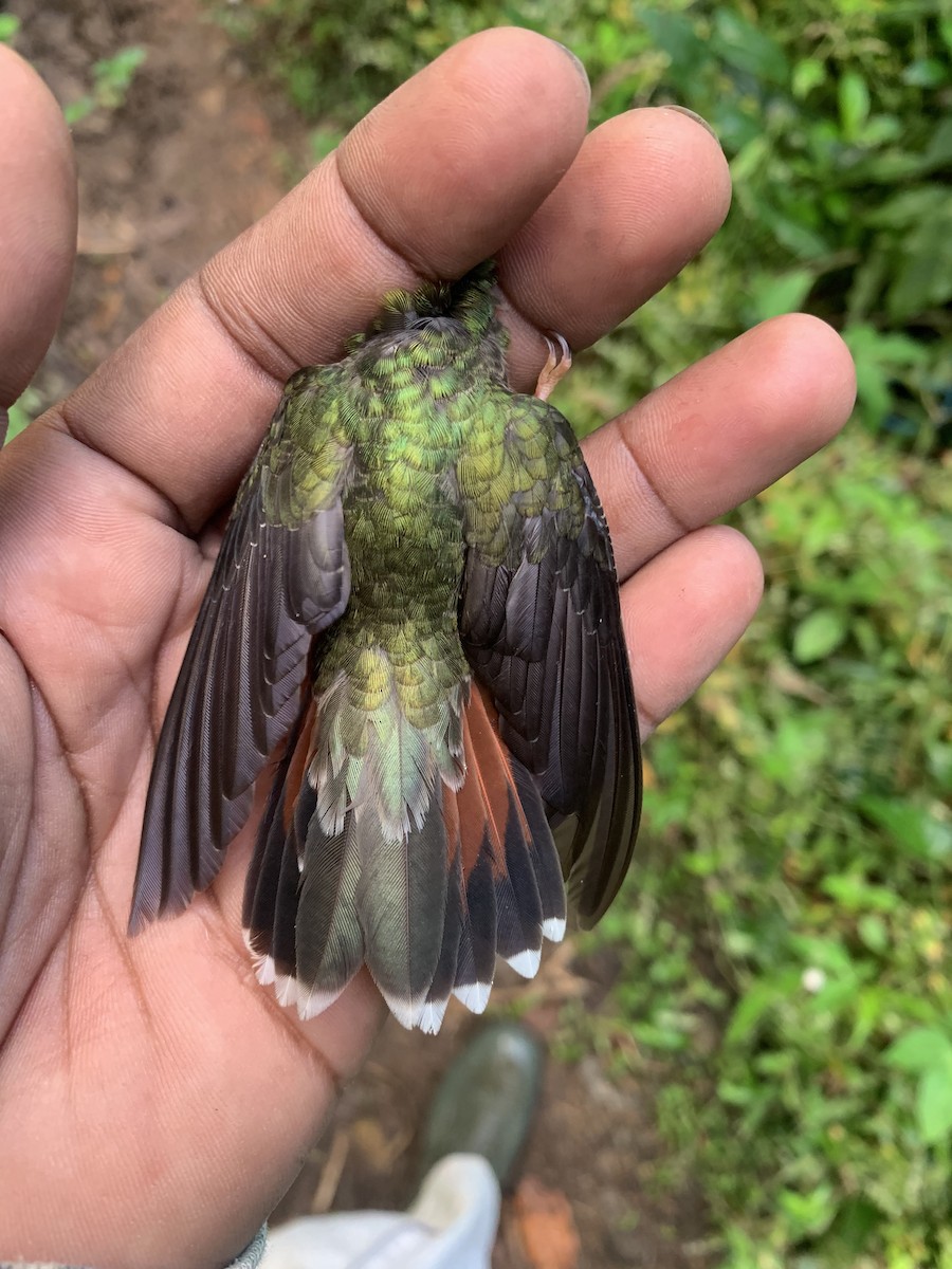 kolibřík ryšavoocasý - ML526474191