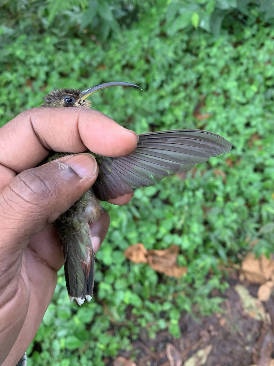 Rufous-breasted Hermit - ML526474201