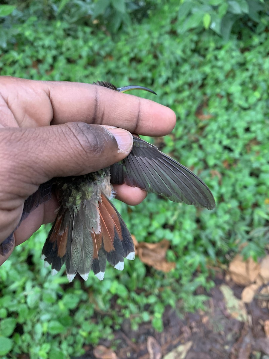 kolibřík ryšavoocasý - ML526474211