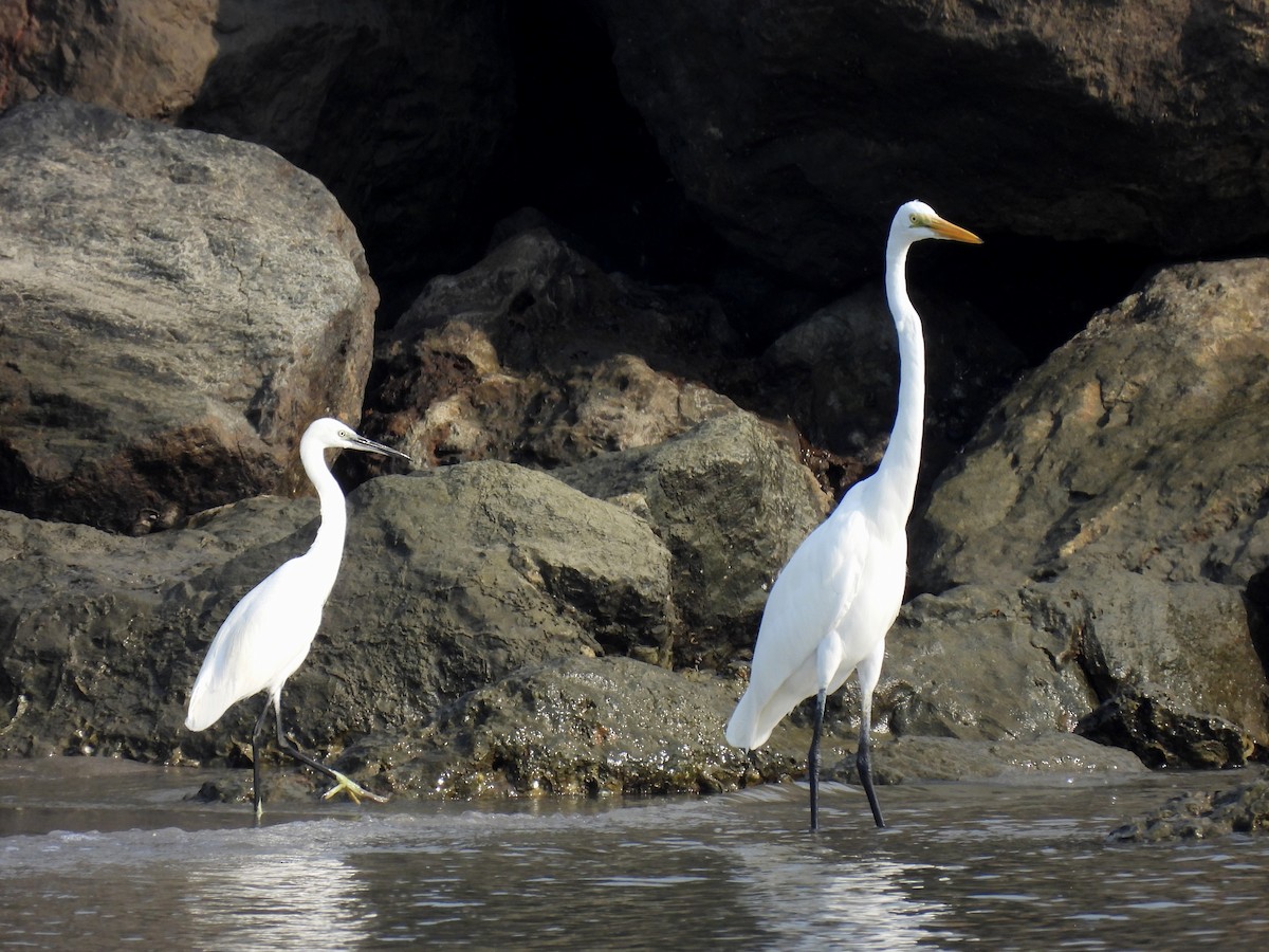 Great Egret - ML526477121