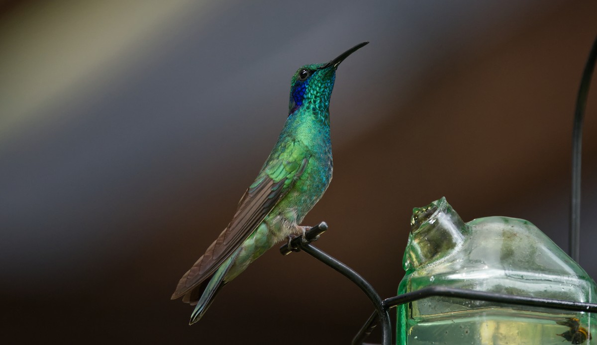 Lesser Violetear - ML526477171