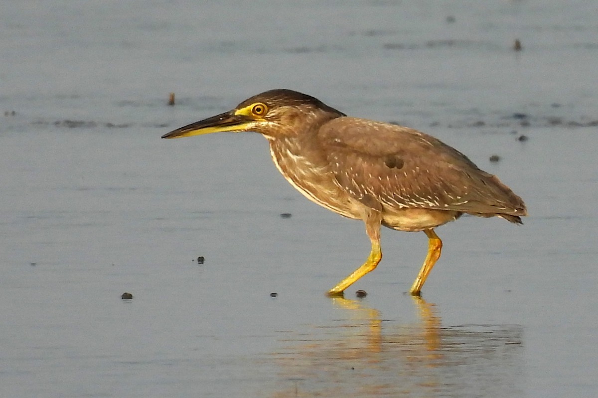 Striated Heron - ML526477551