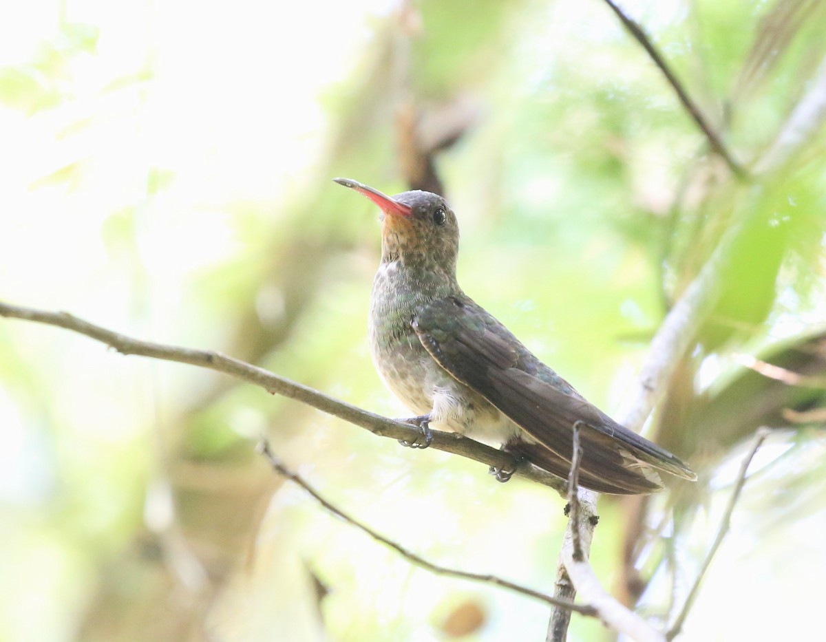Gilded Hummingbird - ML526477621