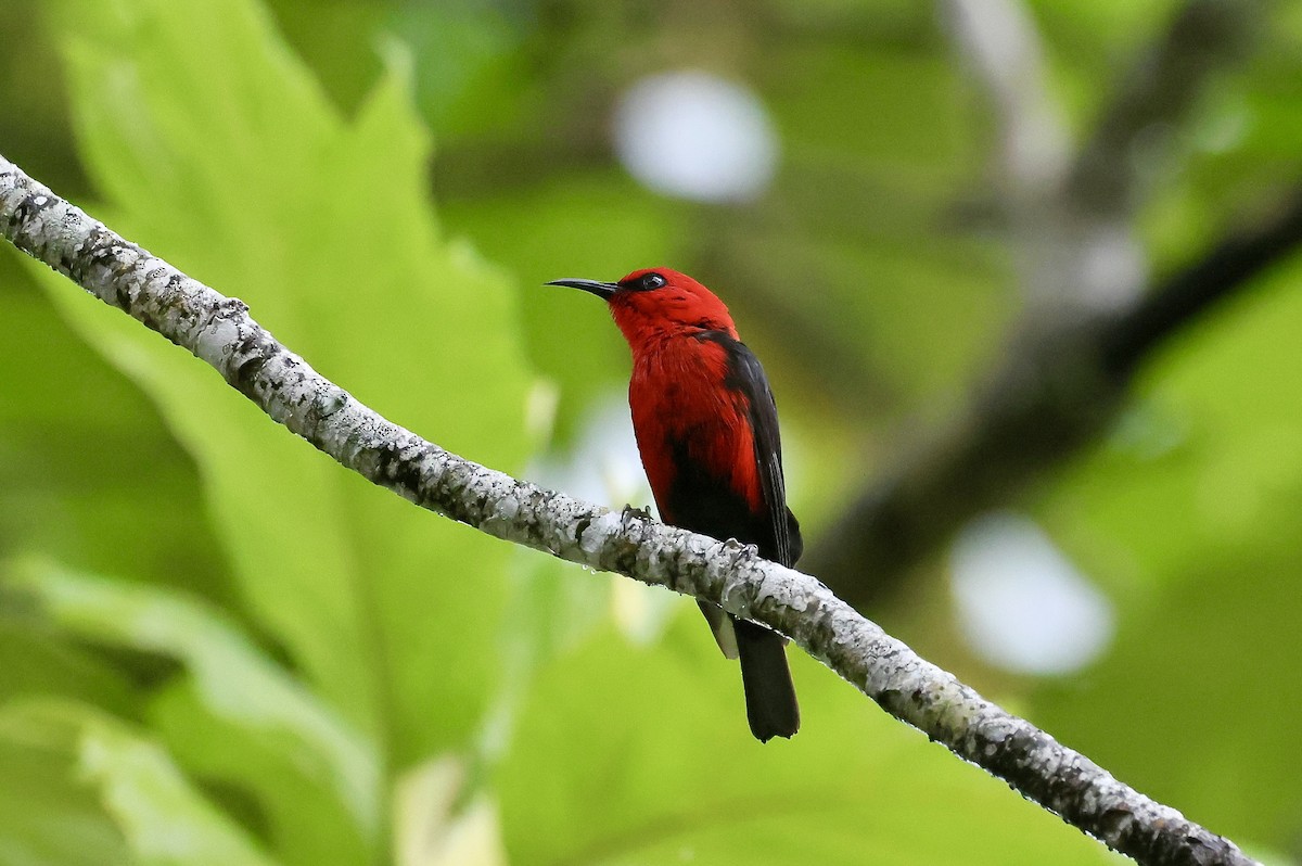 Cardinal Myzomela - ML526477761