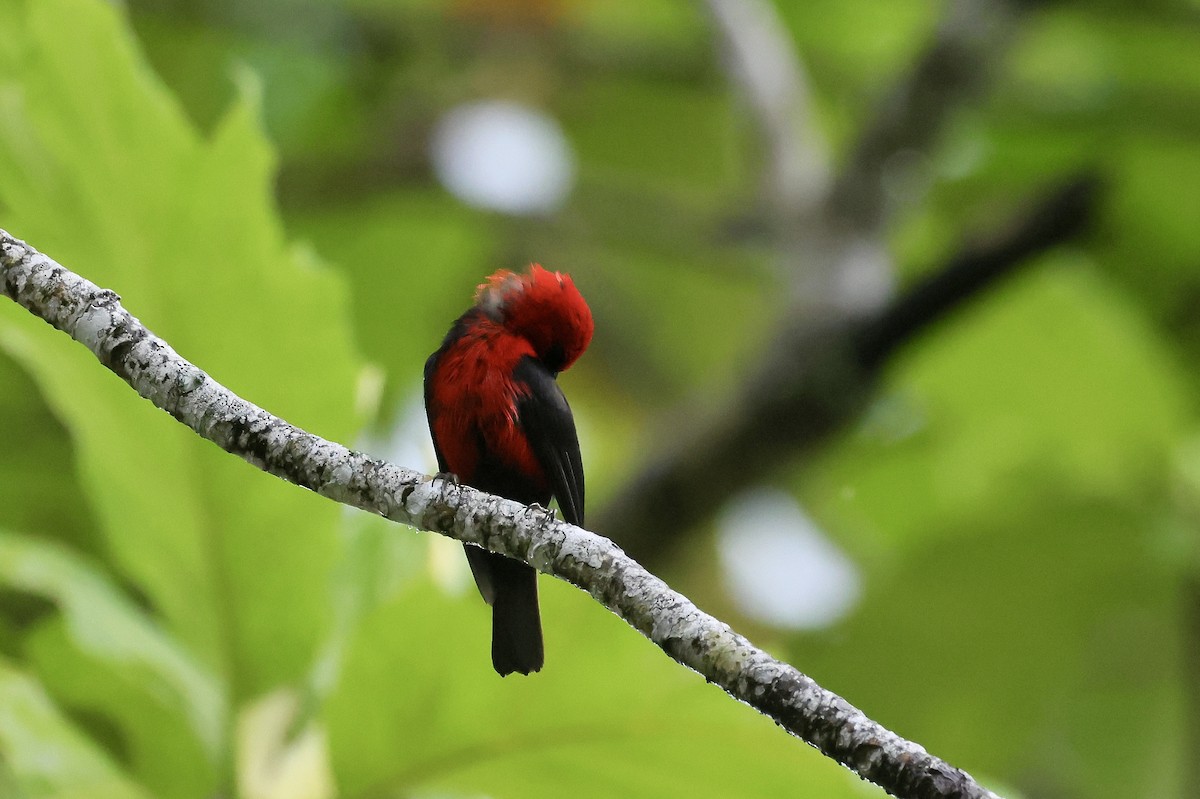 Cardinal Myzomela - ML526477781