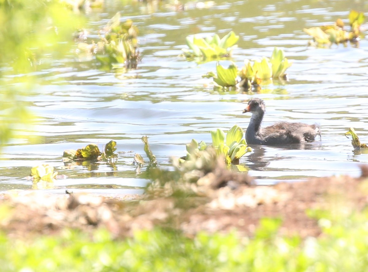 Common Gallinule - ML526477861