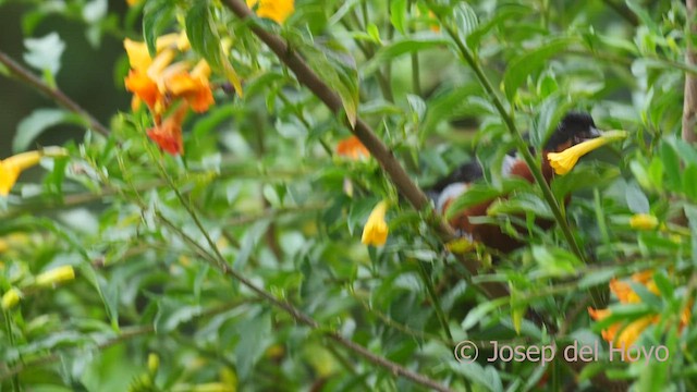 svartstrupeblomsterborer (brunneiventris) - ML526478201