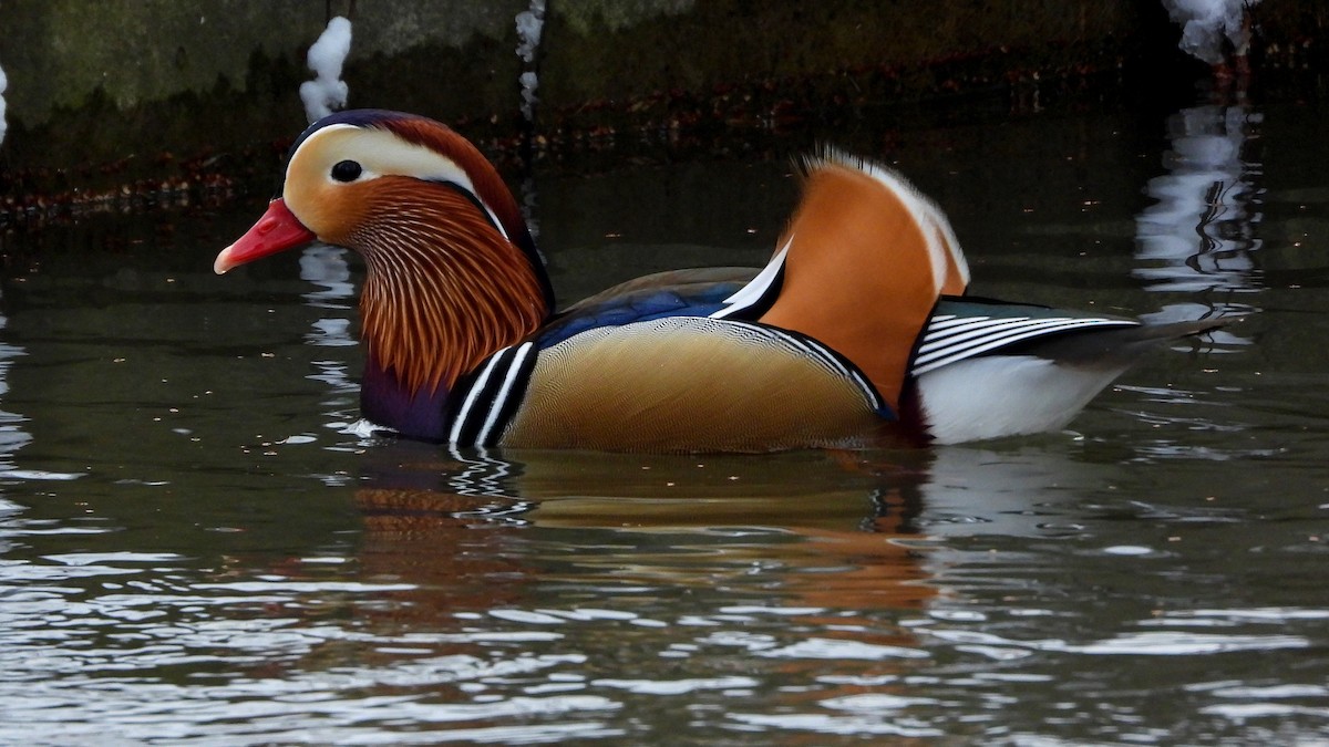 Mandarin Duck - Patrik Spáčil