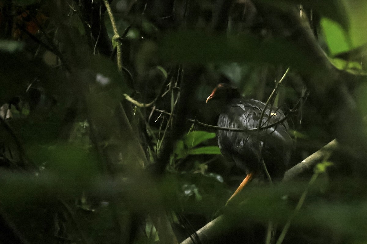 Vanuatu Megapode - ML526479381