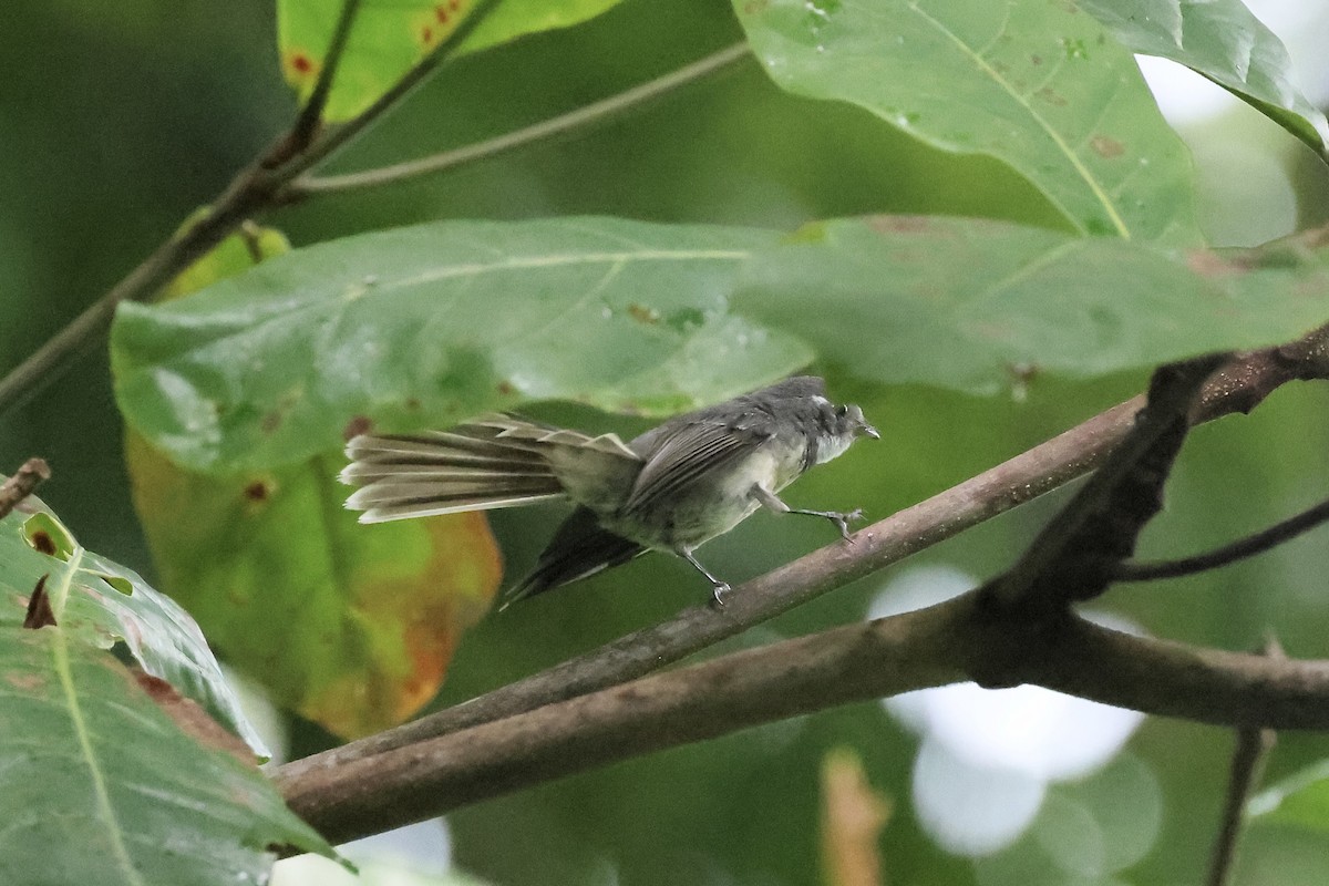 Gray Fantail - ML526479731