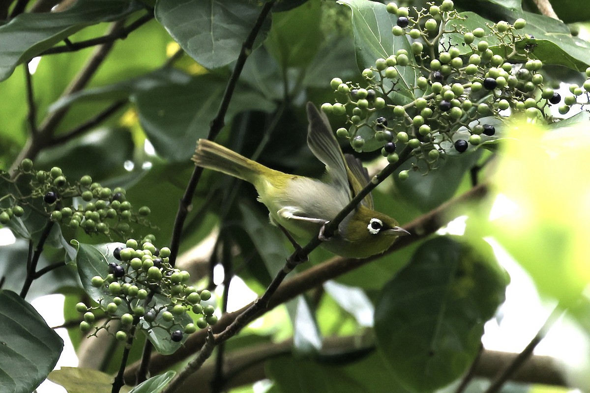 Silvereye - Mike Sylvia