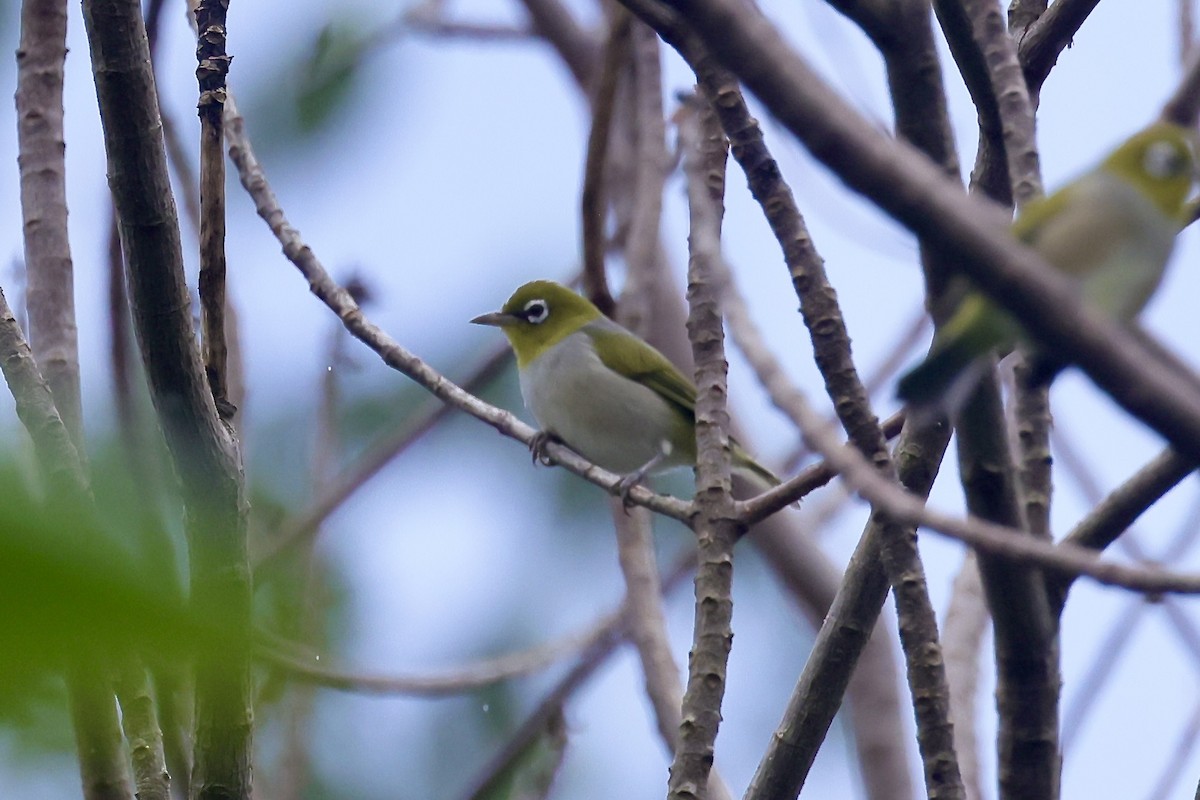 Silvereye - ML526480211