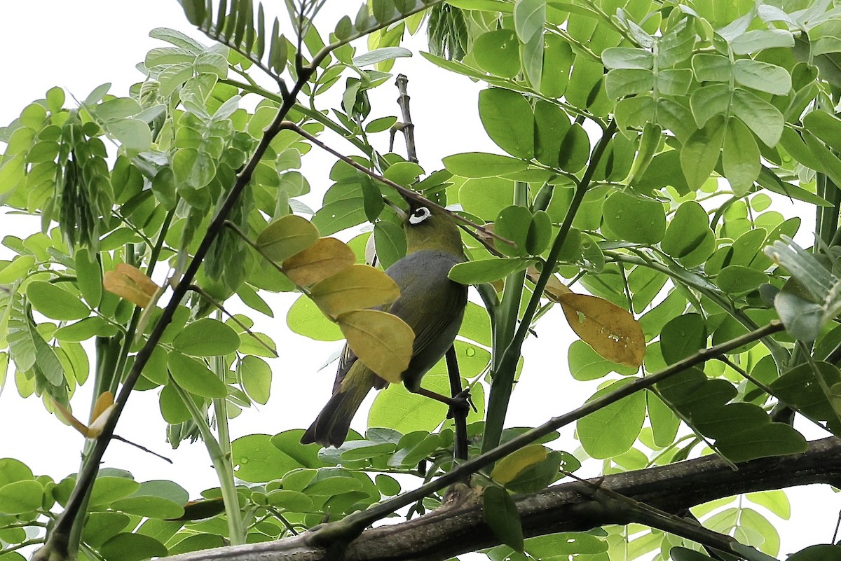 Silvereye - ML526480221