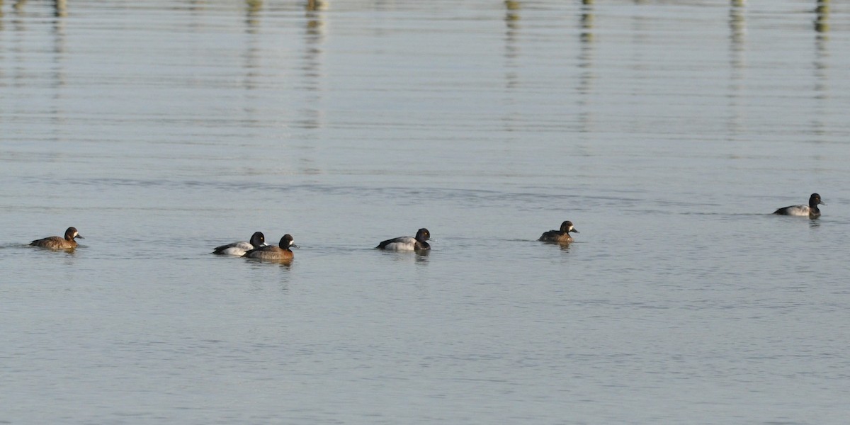 Greater Scaup - ML526480301
