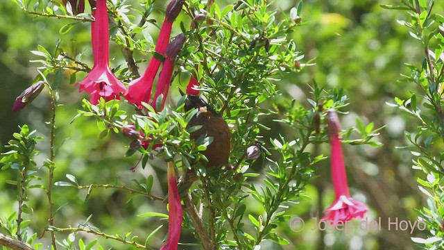 svartstrupeblomsterborer (brunneiventris) - ML526480351