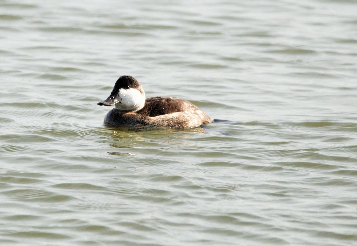 Ruddy Duck - ML526480371