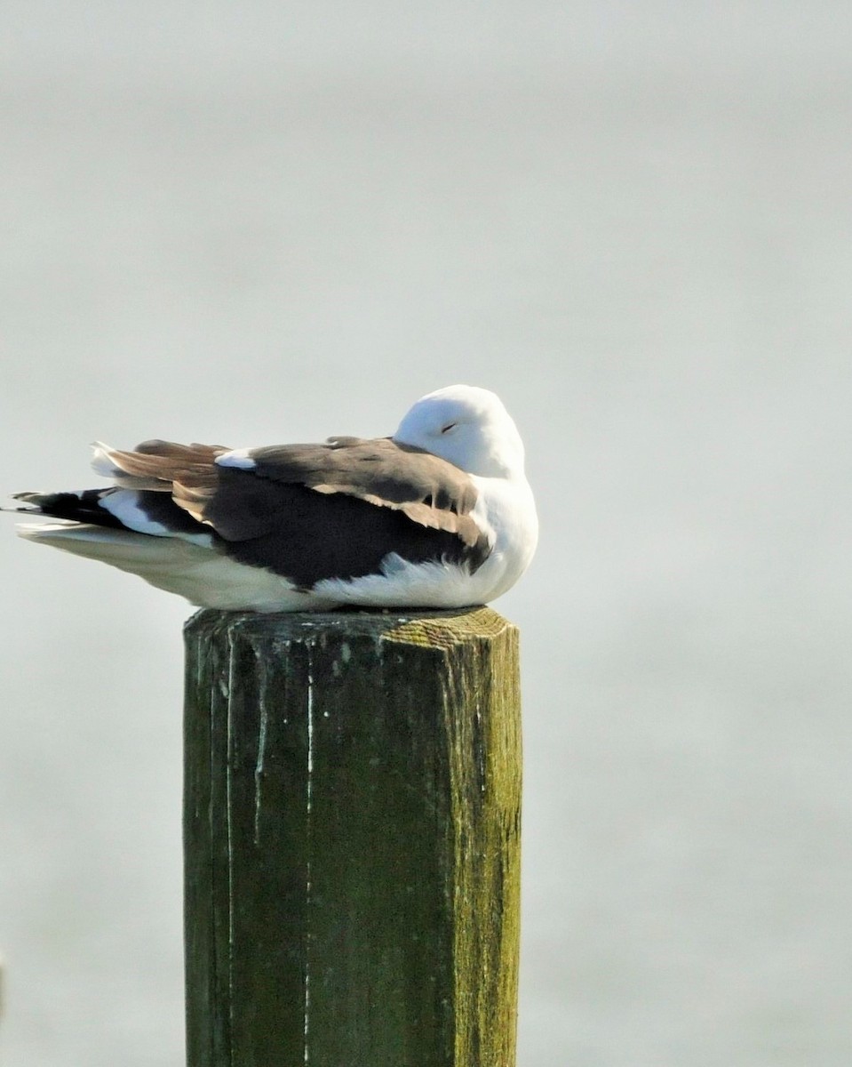 Great Black-backed Gull - ML526480421