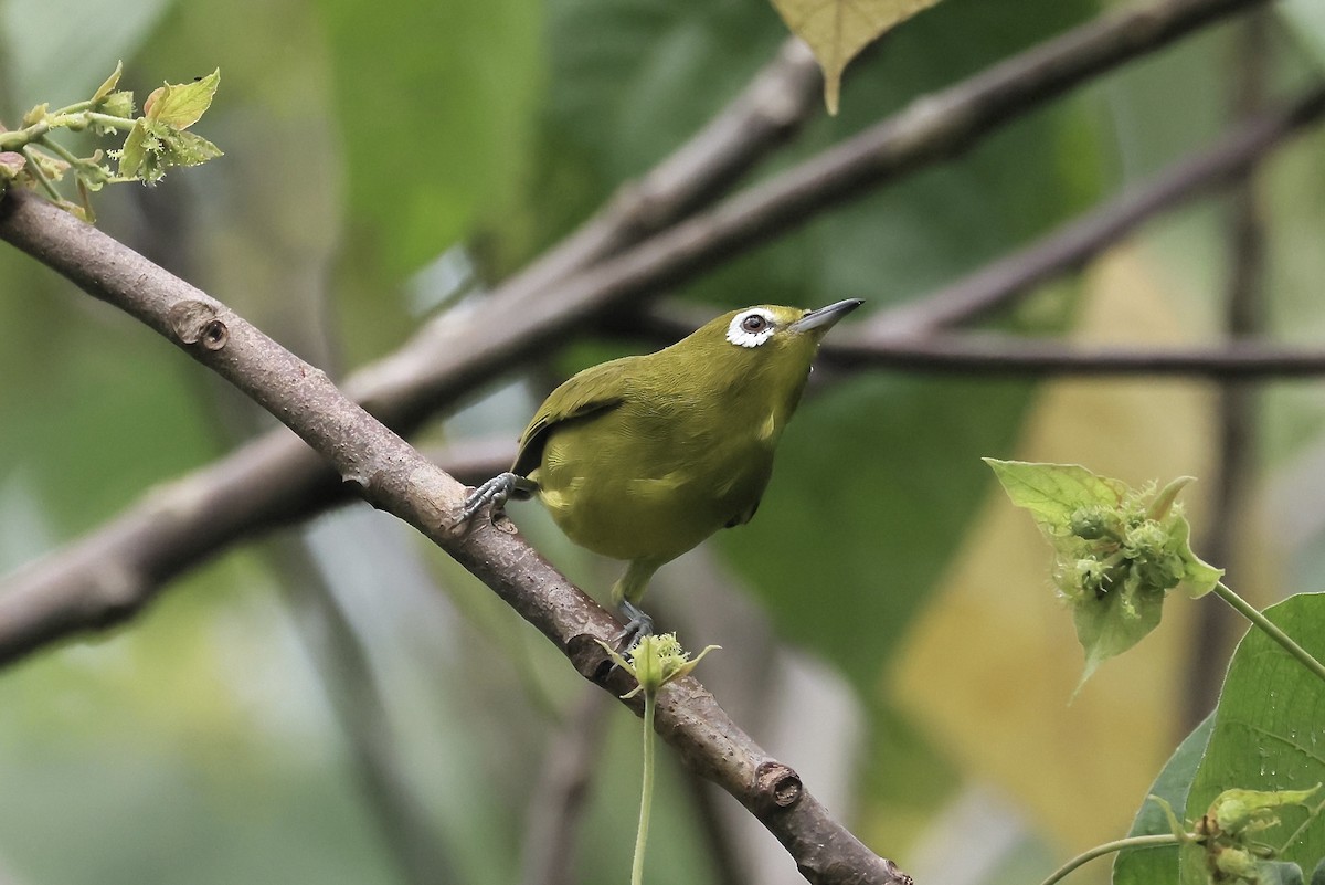 Yellow-fronted White-eye - ML526480551