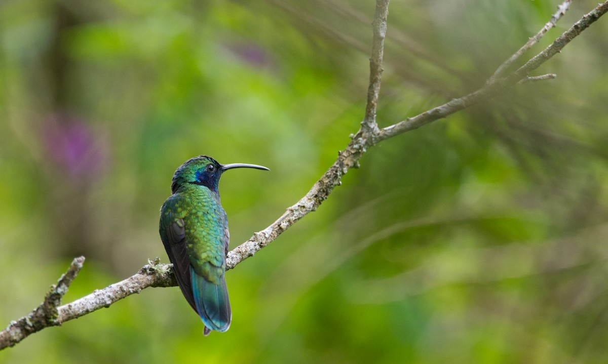 Lesser Violetear - ML526481231