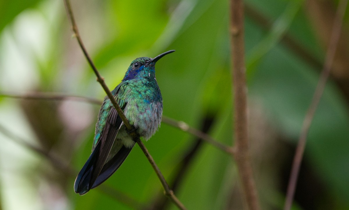 Lesser Violetear - ML526481341