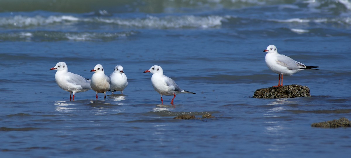 Black-headed Gull - ML526482121