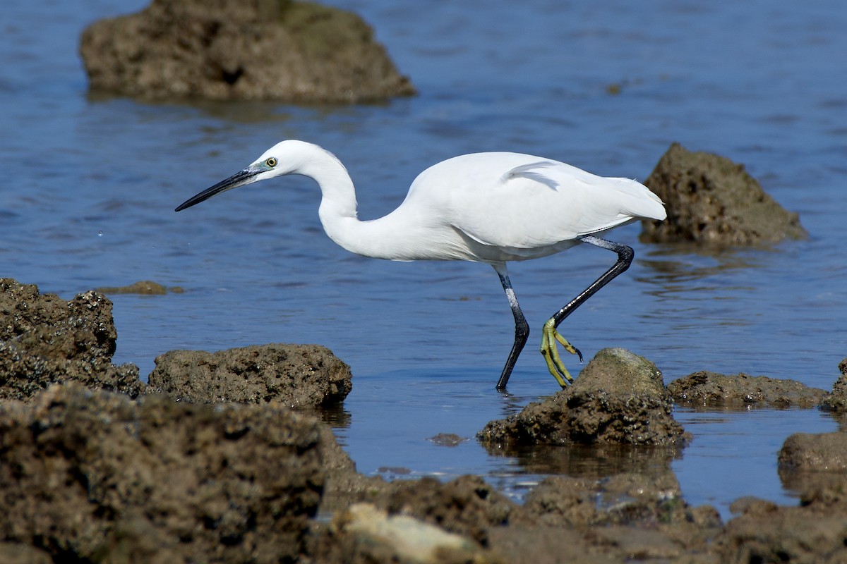 Aigrette garzette - ML526482281